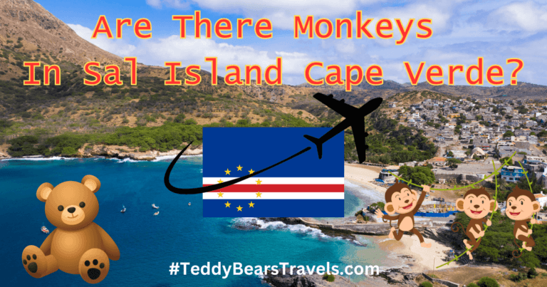 Are There Monkeys On Sal Island Cape Verde?