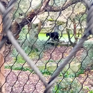 Black Panther at Amsterdam zoo