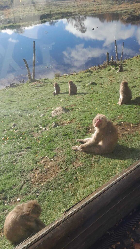 Japanese Macaque Apes at highland wildlife park kingusssie scotland