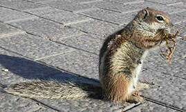 chipmunk squirrel in fuerteventura