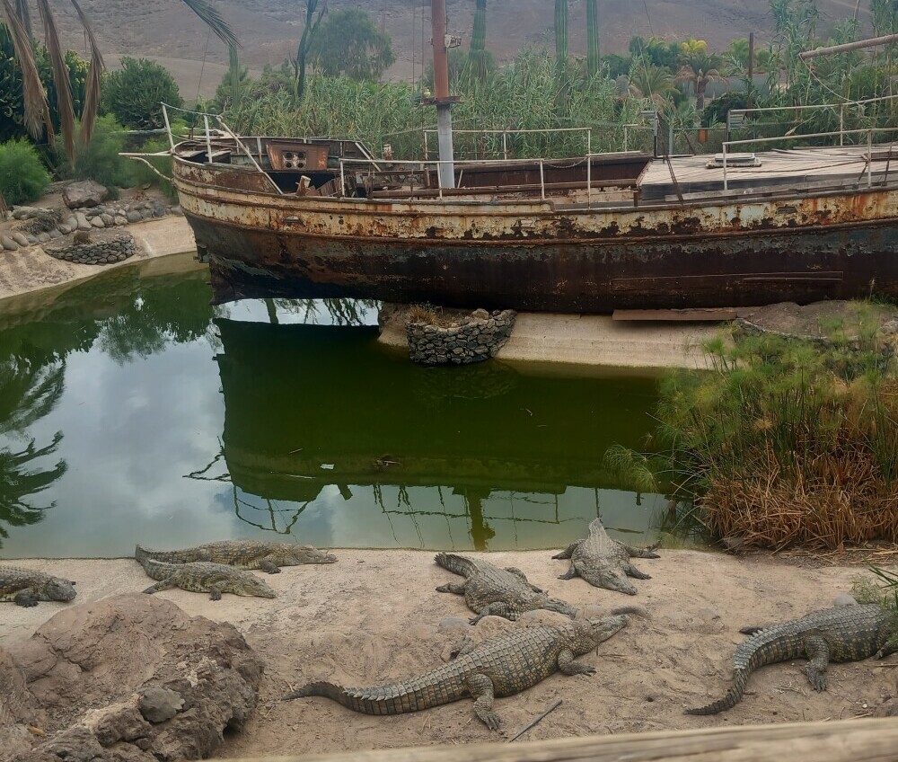 crocodiles at oasis wildlife park fuerteventura