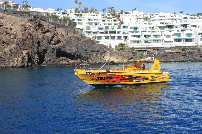 Dolphin spotting tour lanzarote