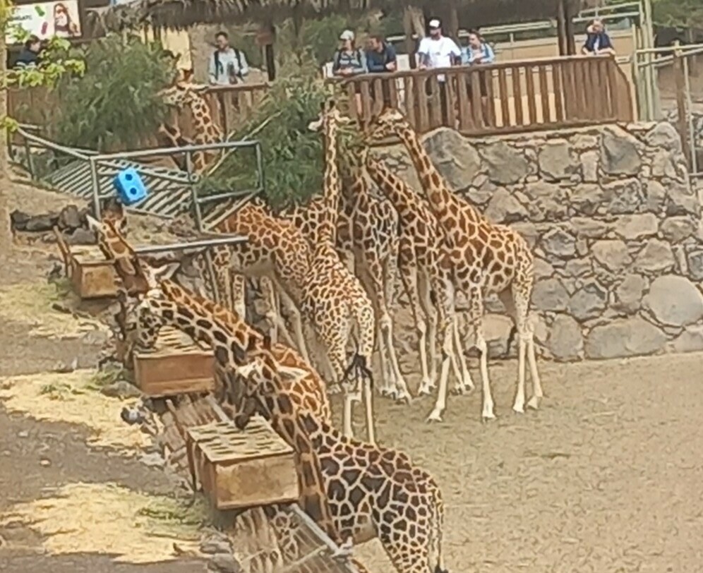 giraffes at oasis wildlife park fuerteventura