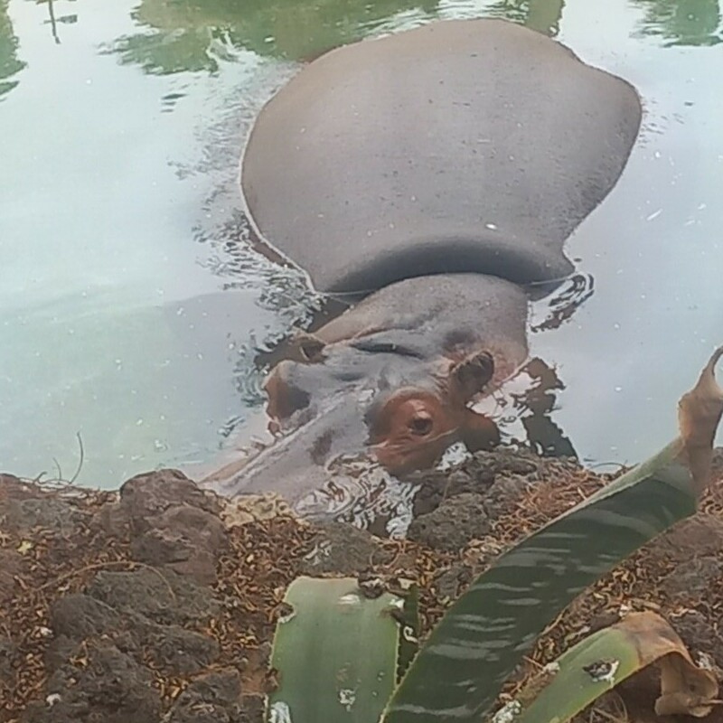 hippopotamus at oasis wildlife park