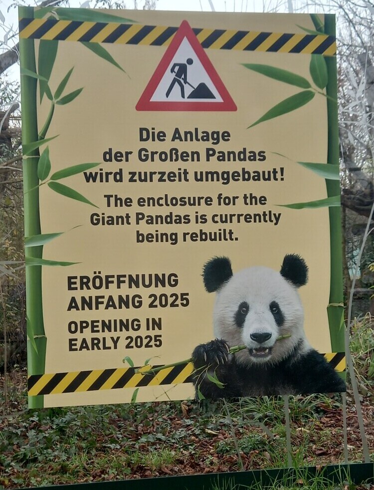 Pandas at Vienna Zoo 2025