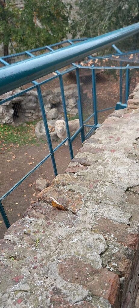 white lion at belgrade zoo