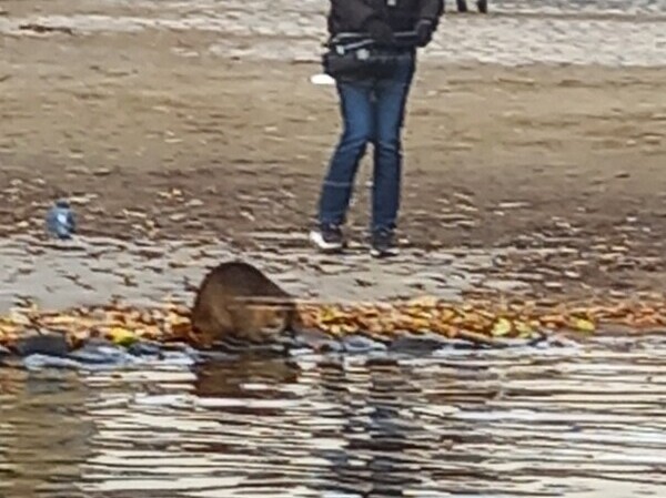 wild Beaver in Prague Czech Republic