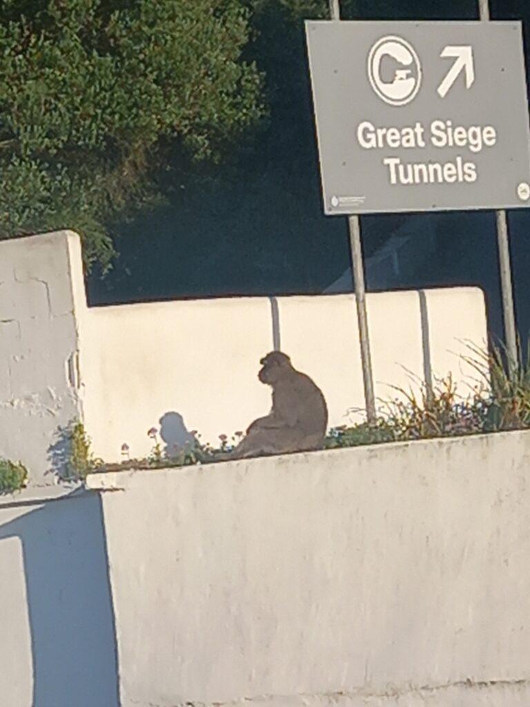 Barbary Macaque on wall near the great siege tunnels gibraltar
