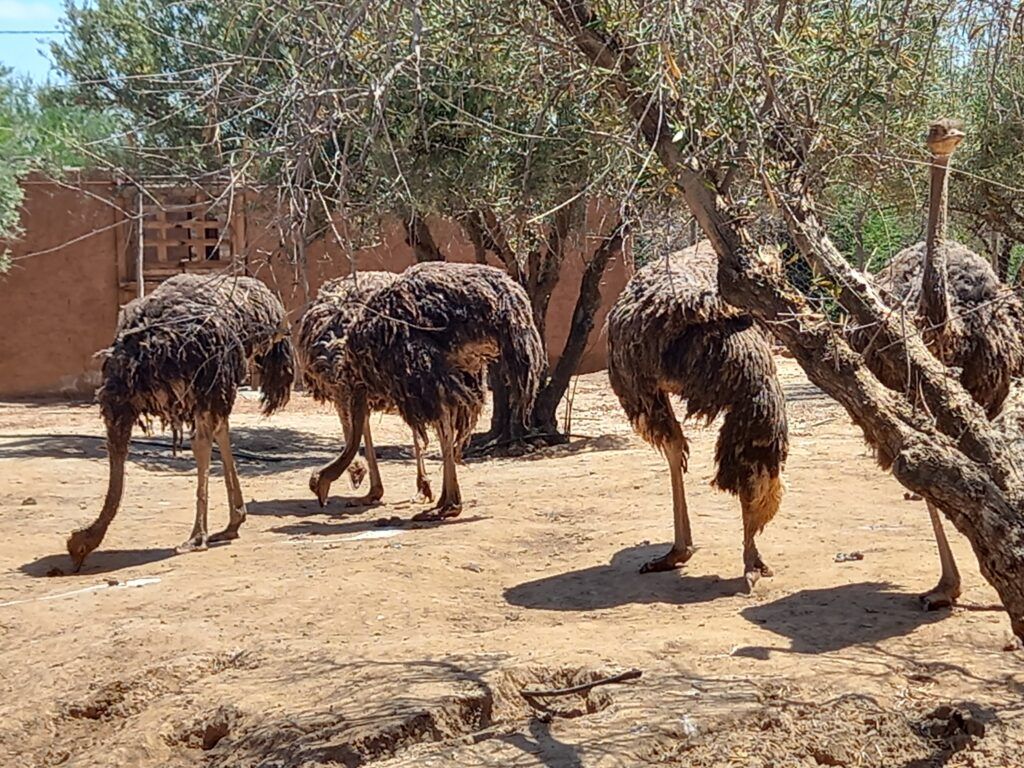 Ostriches at La Perle Aux Ouisseux / Marrakech Zoo