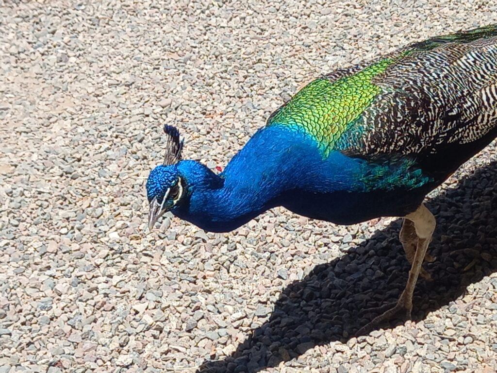 Peacock from La Perle Ouisseux Marrakech Morroco