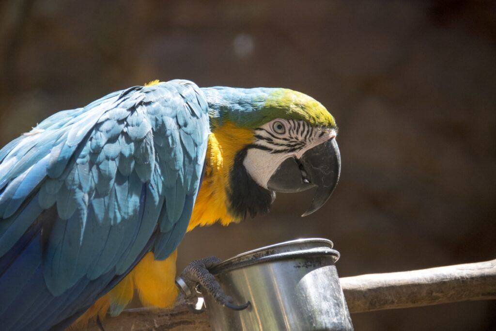 Jumbo the parrot almeda wildlife park