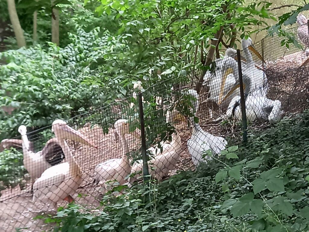 Pelicans at Prague Zoo