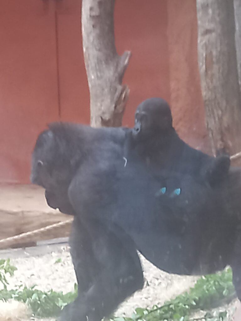 The Gorillas at Prague Zoo