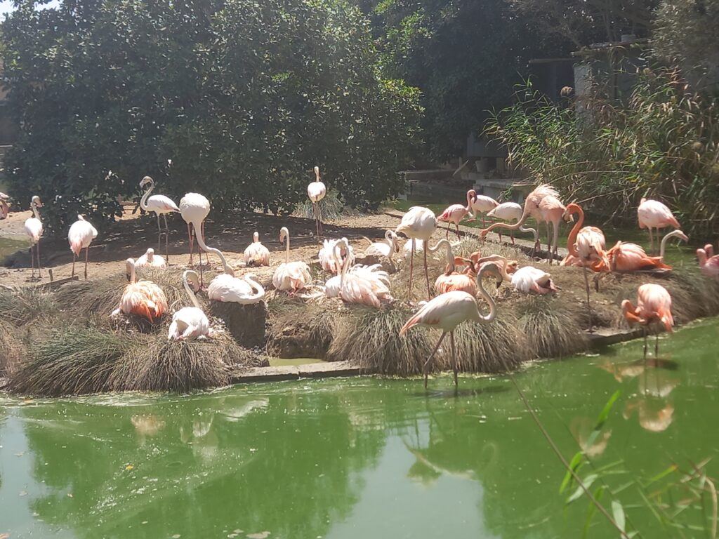 Chilean Flamingos at the Bird Park in Malta