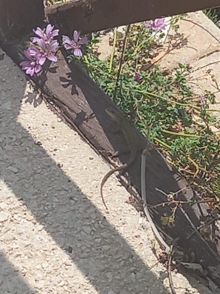 Lizards in Sliema Malta