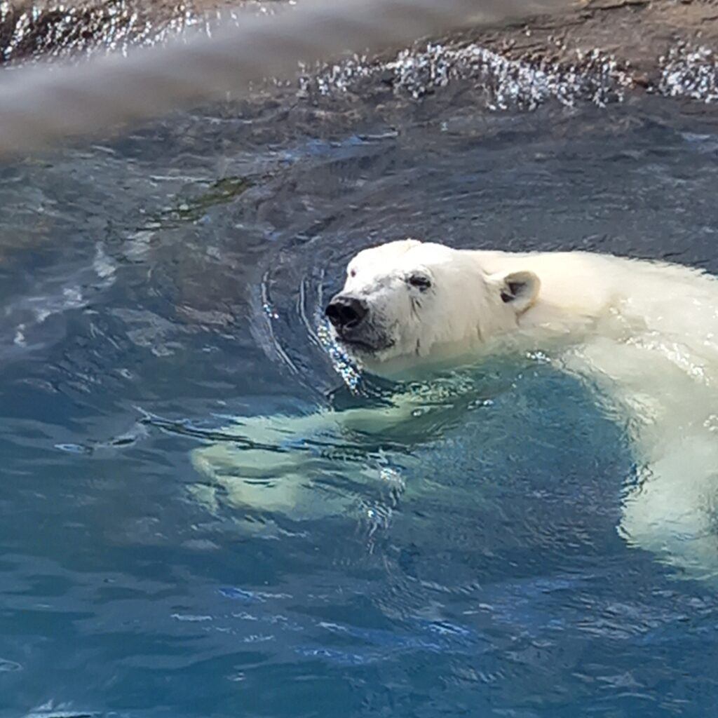 Polar Bears at Tallinn Zoo