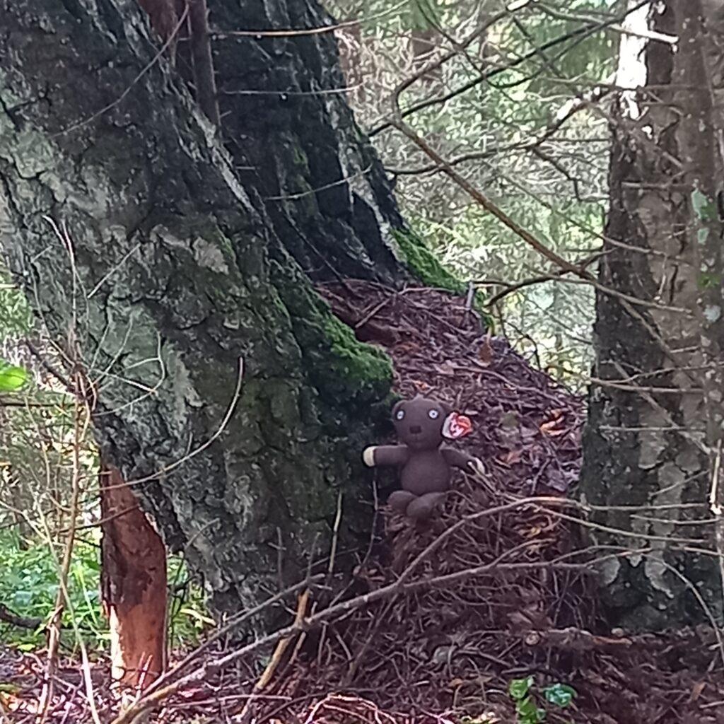 Teddy Bear spotted in the dense forest in Estonia near Tallinn