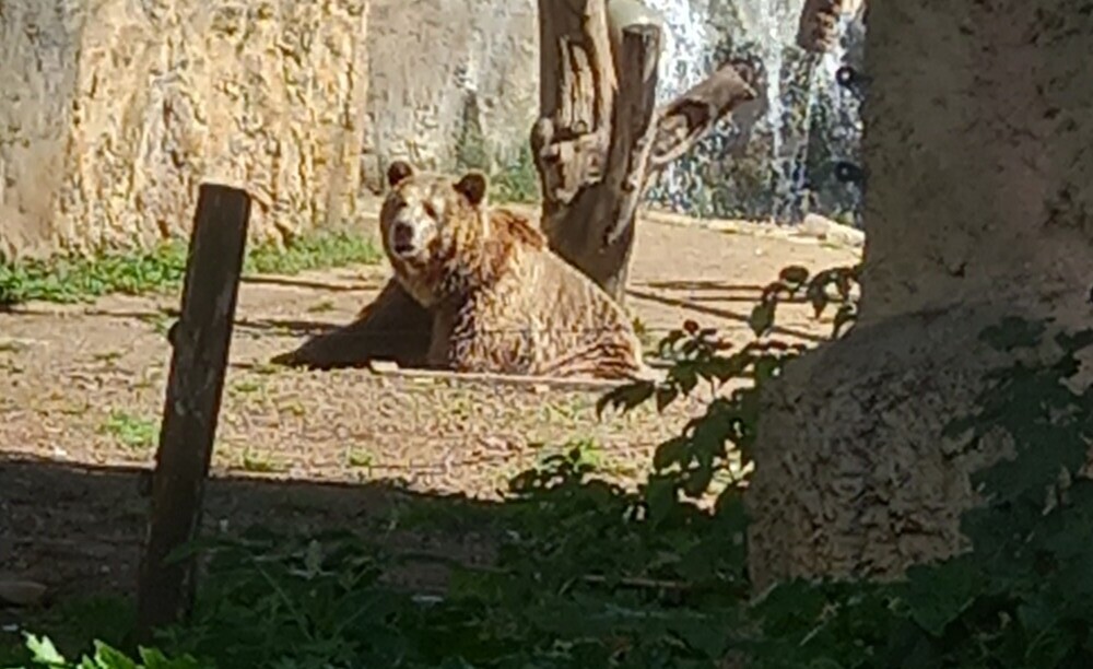 Brown Bear at Rome Zoo Bioparco Di Roma