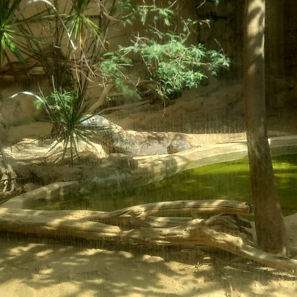 Monitor Lizard at rome zoo italy