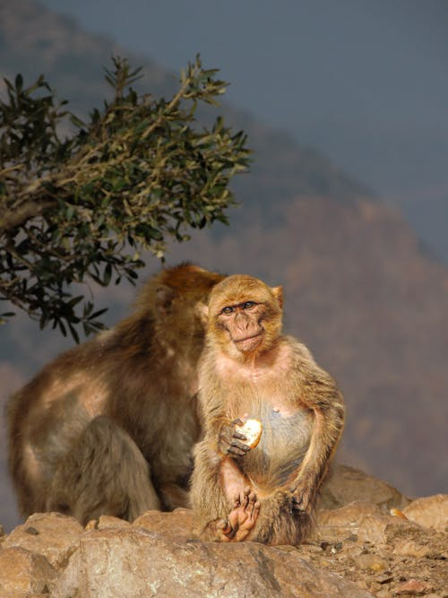 Barbary macaques are historically extinct from tunisia but before coming here I was led to believe there was still wild populations