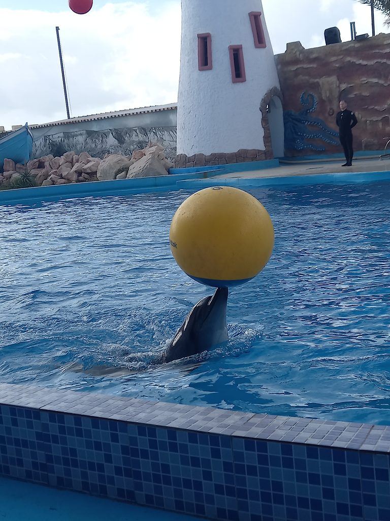Dolphin Show near Agadir March 2025
