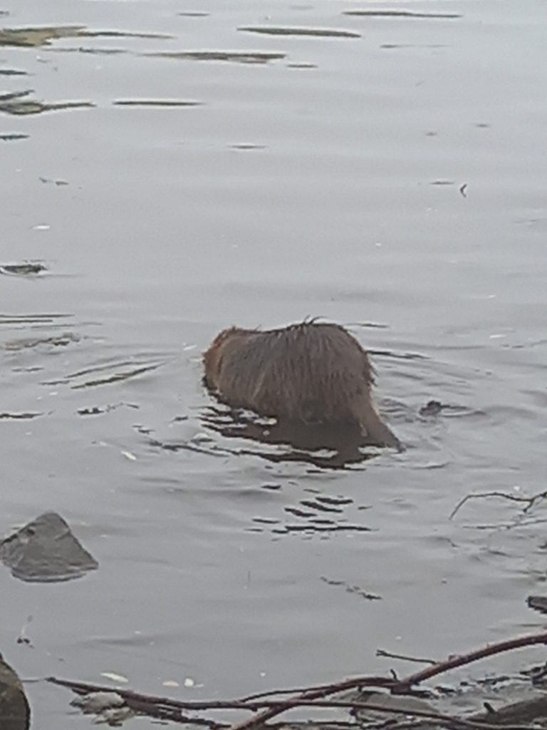 Beaver / Nutria Prague Venis river May 2025