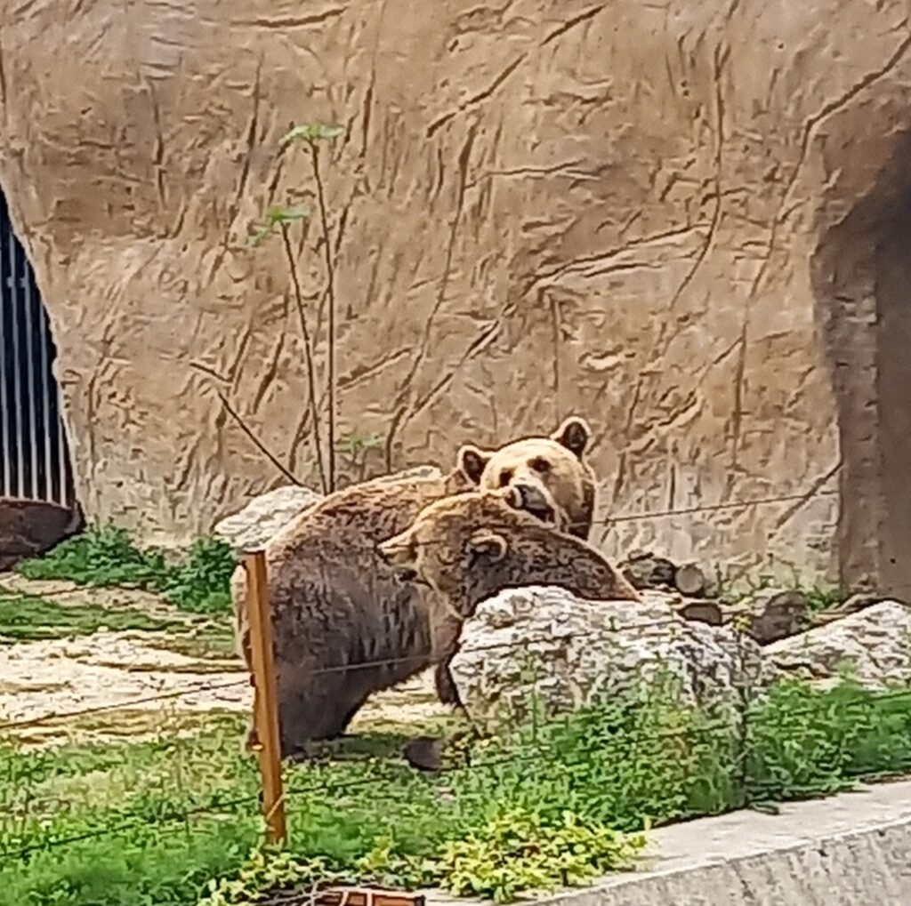 Brown Bears at Tirana Zoo Albania 2026