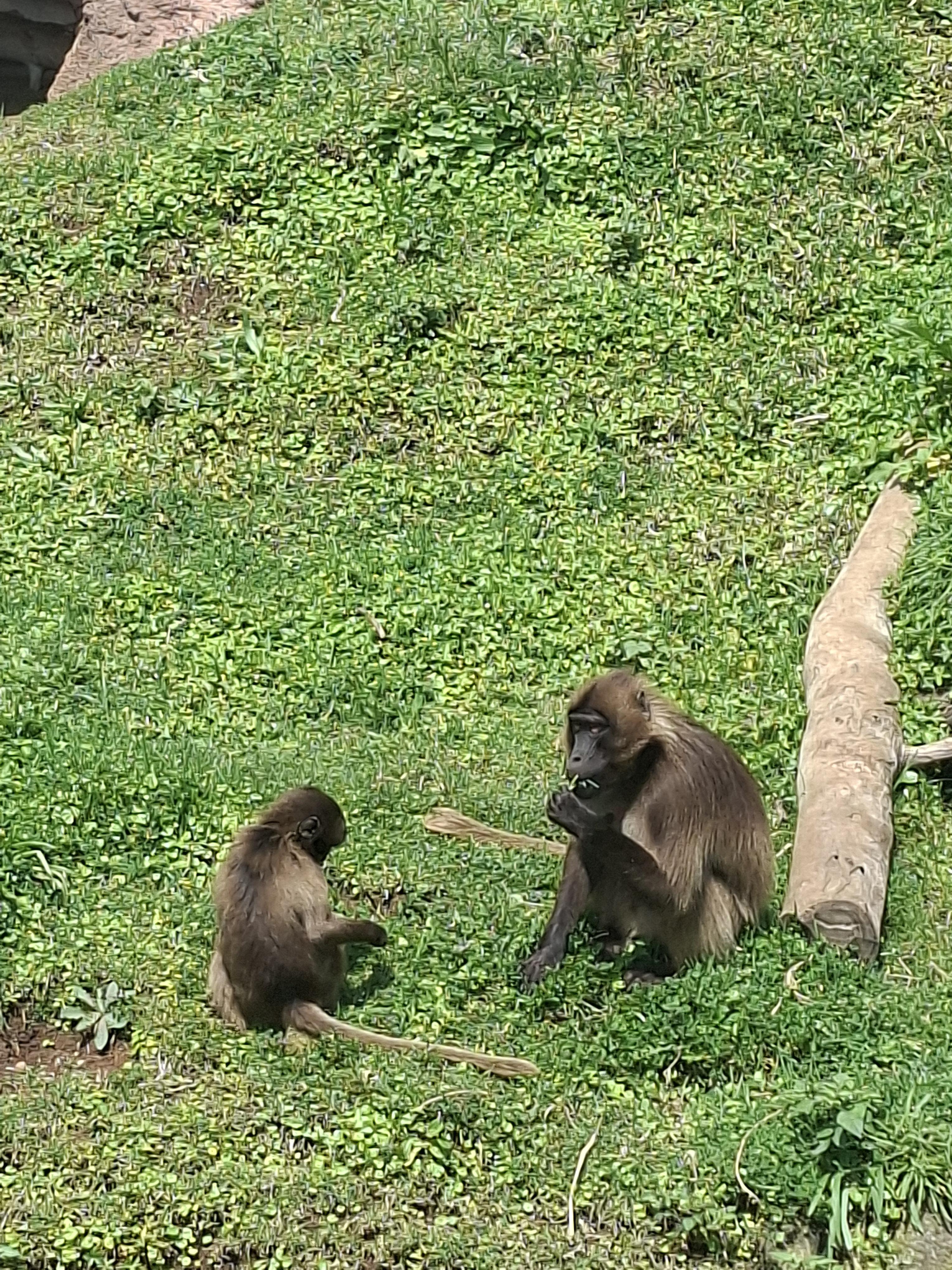 Olive Baboons at Unity Park Zoo Addis Ababa Ethiopia
